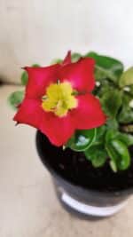 Planta MINI Nº 80 – 20cm – 03 anos - Imagem 11