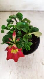 Planta MINI Nº 80 – 20cm – 03 anos - Imagem 4