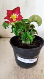 Planta MINI Nº 80 – 20cm – 03 anos - Imagem 10