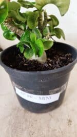 Planta MINI Nº 80 – 20cm – 03 anos - Imagem 5