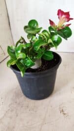 Planta MINI Nº 80 – 20cm – 03 anos - Imagem 7