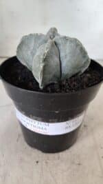 ASTROPHYTUM MYRIOSTIGMA "4 QUINAS" Nº 643 – vaso 15 - Imagem 2