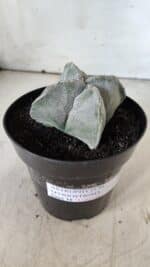 ASTROPHYTUM MYRIOSTIGMA "4 QUINAS" Nº 643 – vaso 15 - Imagem 9