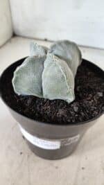 ASTROPHYTUM MYRIOSTIGMA "4 QUINAS" Nº 643 – vaso 15 - Imagem 8