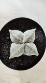 ASTROPHYTUM MYRIOSTIGMA "4 QUINAS" Nº 643 – vaso 15 - Imagem 6