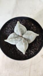 ASTROPHYTUM MYRIOSTIGMA "4 QUINAS" Nº 643 – vaso 15 - Imagem 3