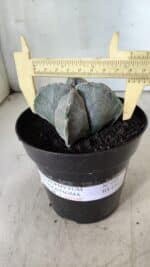 ASTROPHYTUM MYRIOSTIGMA "4 QUINAS" Nº 643 – vaso 15 - Imagem 4