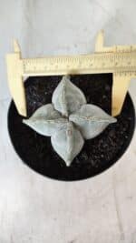 ASTROPHYTUM MYRIOSTIGMA "4 QUINAS" Nº 643 – vaso 15