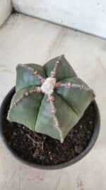 ASTROPHYTUM MYRIOSTIGMA Nº 700 – vaso 15 - Imagem 7