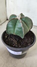 ASTROPHYTUM MYRIOSTIGMA Nº 700 – vaso 15 - Imagem 10