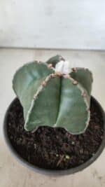 ASTROPHYTUM MYRIOSTIGMA Nº 700 – vaso 15 - Imagem 9