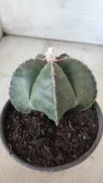 ASTROPHYTUM MYRIOSTIGMA Nº 700 – vaso 15 - Imagem 8