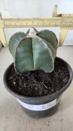 ASTROPHYTUM MYRIOSTIGMA Nº 700 – vaso 15 - Imagem 4