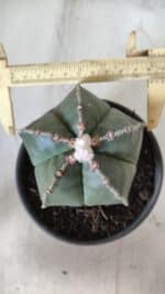 ASTROPHYTUM MYRIOSTIGMA Nº 700 – vaso 15