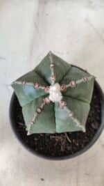 ASTROPHYTUM MYRIOSTIGMA Nº 700 – vaso 15 - Imagem 3