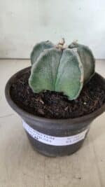 ASTROPHYTUM MYRIOSTIGMA Nº 701 – vaso 15 - Imagem 2