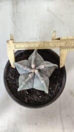 ASTROPHYTUM MYRIOSTIGMA Nº 701 – vaso 15 - Imagem 5