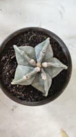 ASTROPHYTUM MYRIOSTIGMA Nº 701 – vaso 15 - Imagem 3