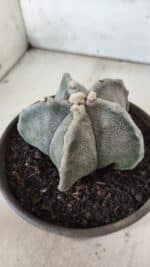 ASTROPHYTUM MYRIOSTIGMA Nº 701 – vaso 15 - Imagem 9