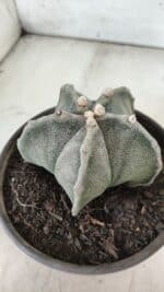 ASTROPHYTUM MYRIOSTIGMA Nº 701 – vaso 15 - Imagem 6