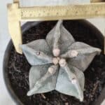 ASTROPHYTUM MYRIOSTIGMA Nº 701 – vaso 15