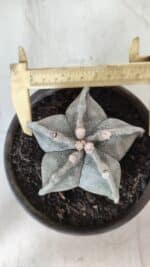 ASTROPHYTUM MYRIOSTIGMA Nº 701 – vaso 15
