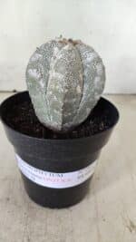 ASTROPHYTUM MYRIOSTIGMA Onzuka  Nº 282 – vaso 15