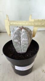 ASTROPHYTUM MYRIOSTIGMA Onzuka  Nº 282 – vaso 15 - Imagem 4