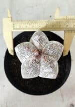 ASTROPHYTUM MYRIOSTIGMA Onzuka  Nº 282 – vaso 15 - Imagem 6