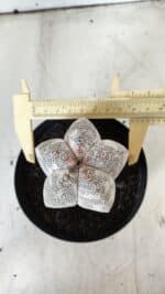 ASTROPHYTUM MYRIOSTIGMA Onzuka  Nº 282 – vaso 15 - Imagem 5