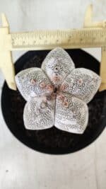 ASTROPHYTUM MYRIOSTIGMA Onzuka  Nº 282 – vaso 15 - Imagem 10