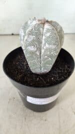 ASTROPHYTUM MYRIOSTIGMA Onzuka  Nº 282 – vaso 15 - Imagem 15