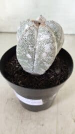 ASTROPHYTUM MYRIOSTIGMA Onzuka  Nº 282 – vaso 15 - Imagem 14