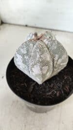 ASTROPHYTUM MYRIOSTIGMA Onzuka  Nº 282 – vaso 15 - Imagem 13