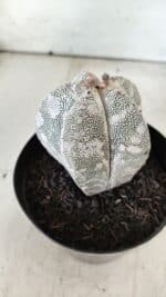 ASTROPHYTUM MYRIOSTIGMA Onzuka  Nº 282 – vaso 15 - Imagem 12