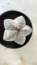 ASTROPHYTUM MYRIOSTIGMA Onzuka  Nº 282 – vaso 15 - Imagem 3