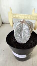 ASTROPHYTUM MYRIOSTIGMA Onzuka  Nº 282 – vaso 15 - Imagem 9