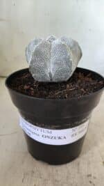 ASTROPHYTUM MYRIOSTIGMA Onzuka  Nº 395 – vaso 15 - Imagem 2
