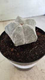 ASTROPHYTUM MYRIOSTIGMA Onzuka  Nº 395 – vaso 15 - Imagem 10