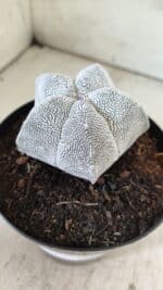 ASTROPHYTUM MYRIOSTIGMA Onzuka  Nº 395 – vaso 15 - Imagem 9