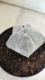 ASTROPHYTUM MYRIOSTIGMA Onzuka  Nº 395 – vaso 15 - Imagem 8