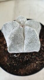 ASTROPHYTUM MYRIOSTIGMA Onzuka  Nº 395 – vaso 15 - Imagem 7