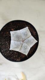 ASTROPHYTUM MYRIOSTIGMA Onzuka  Nº 395 – vaso 15 - Imagem 3