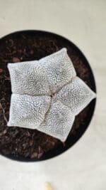 ASTROPHYTUM MYRIOSTIGMA Onzuka  Nº 395 – vaso 15 - Imagem 6