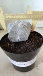 ASTROPHYTUM MYRIOSTIGMA Onzuka  Nº 395 – vaso 15 - Imagem 4