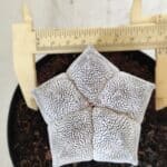 ASTROPHYTUM MYRIOSTIGMA Onzuka  Nº 395 – vaso 15