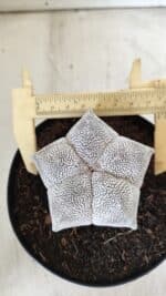 ASTROPHYTUM MYRIOSTIGMA Onzuka  Nº 395 – vaso 15