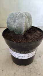 ASTROPHYTUM MYRIOSTIGMA Onzuka "4 Quinas"  Nº 396 – vaso 15 - Imagem 2