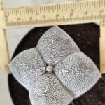 ASTROPHYTUM MYRIOSTIGMA Onzuka "4 Quinas"  Nº 396 – vaso 15