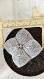 ASTROPHYTUM MYRIOSTIGMA Onzuka "4 Quinas"  Nº 396 – vaso 15